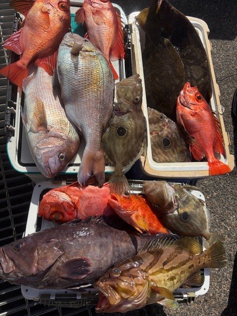 マダイ・マハタ・ホウキハタ・キントキ(チカメキントキ)・アヤメカサゴ・ヒラメ・マトウダイ