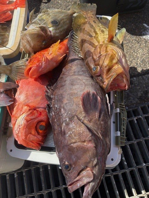 ホウキハタ・キントキ(チカメキントキ)・マトウダイ