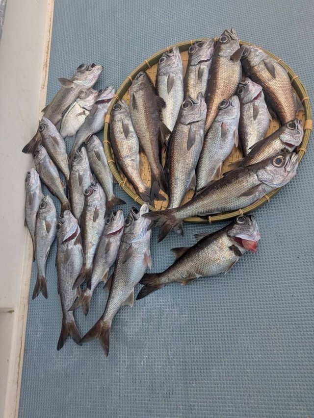 クロムツ・シロムツ(オオメハタ)