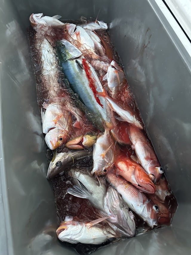 マハタ・アカアマダイ