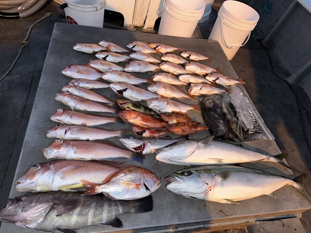 マハタ・アカアマダイ・コウイカ