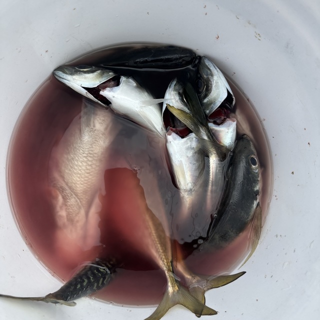 マダイ・アジ(マアジ)