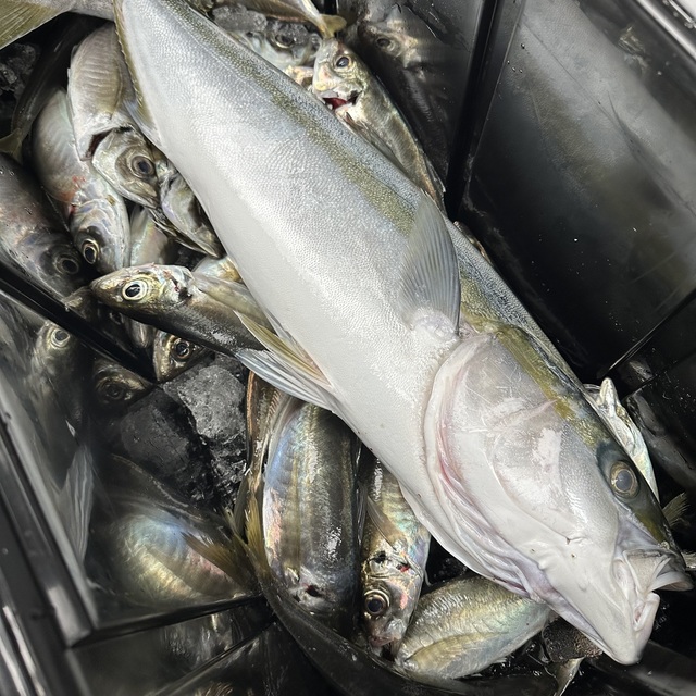 アジ(マアジ)・メジロ(ブリ)