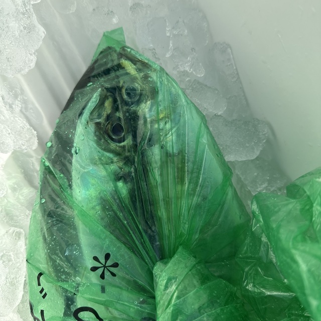 アジ(マアジ)・サバ(マサバ)