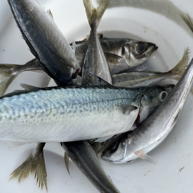 アジ(マアジ)