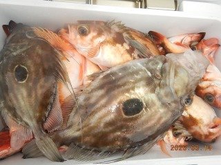 マトウダイ・オキメバル(ウスメバル)