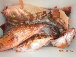 オキメバル(ウスメバル)