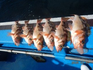 オキメバル(ウスメバル)