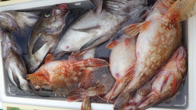 ウッカリカサゴ・クロメバル(メバル)