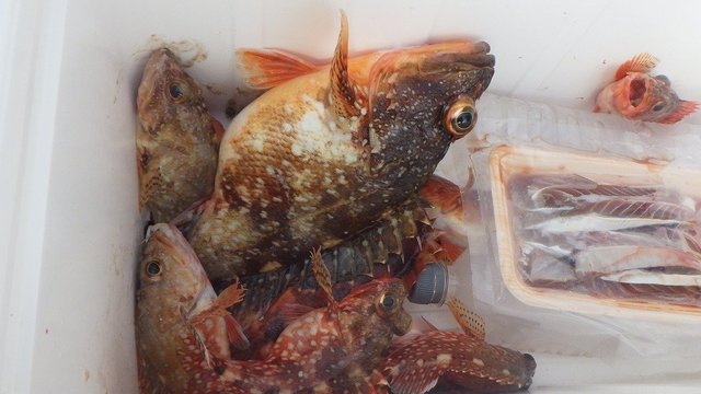 ウッカリカサゴ