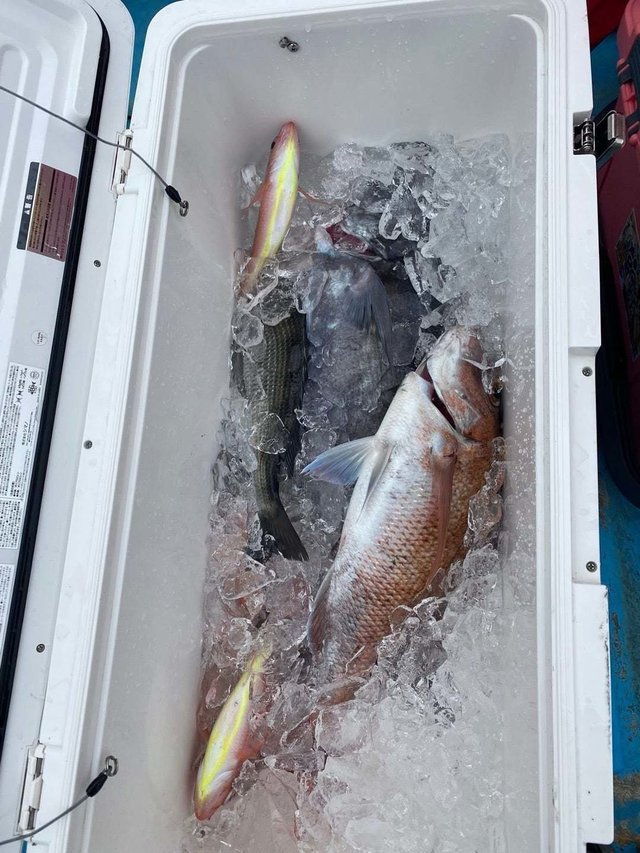 マダイ・クロダイ・イトヨリ(イトヨリダイ)