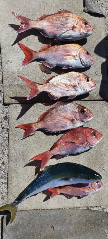 マダイ・ワラサ(ブリ)