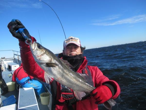 シーバス(スズキ)