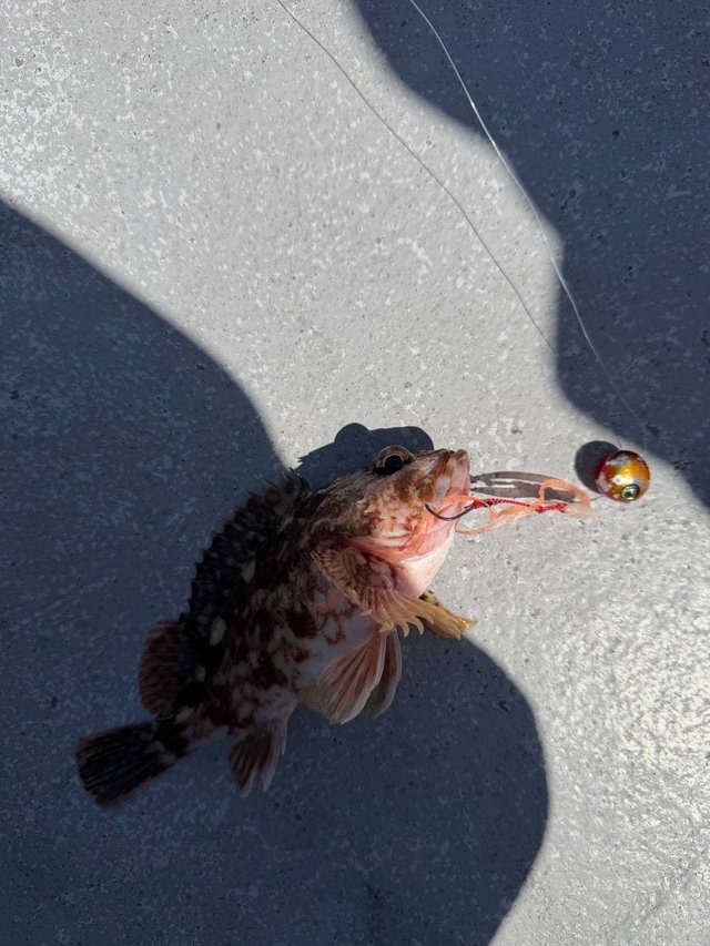 カサゴ