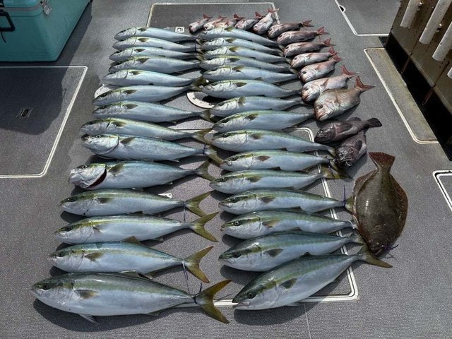 マダイ・マハタ・ハマチ(ブリ)・ヒラメ