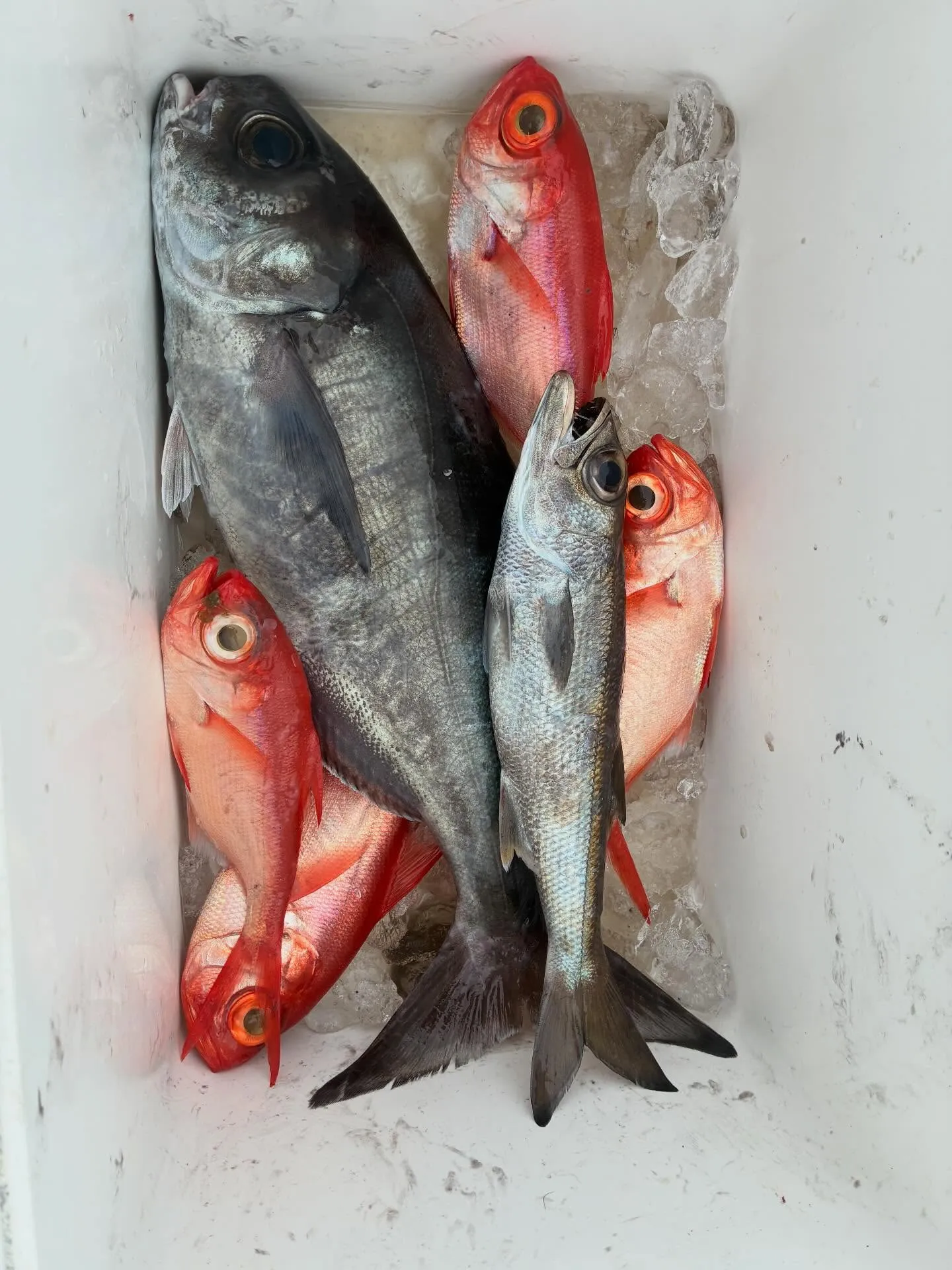 ムツ・メダイ・キンメ(キンメダイ)