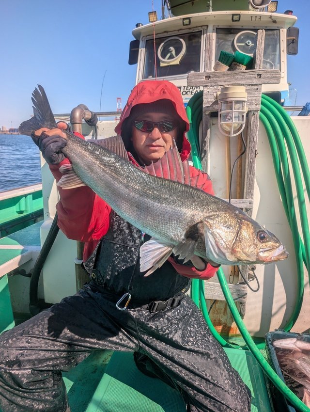 シーバス(スズキ)