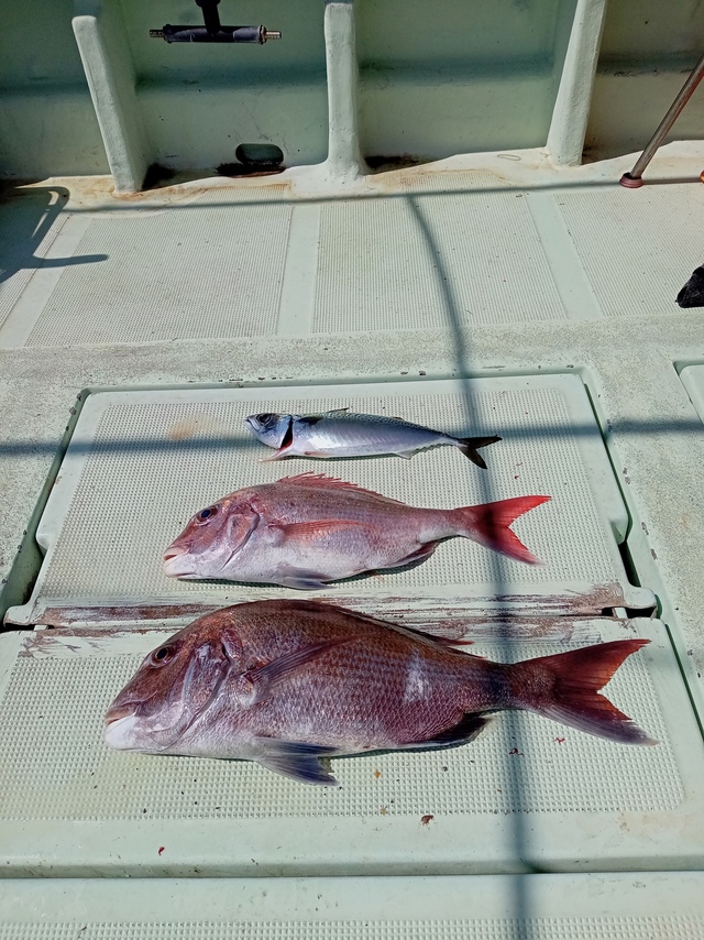 マダイ・サバ(マサバ)