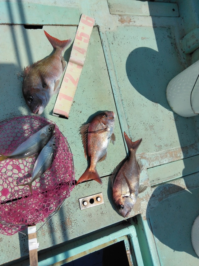 マダイ・マアジ