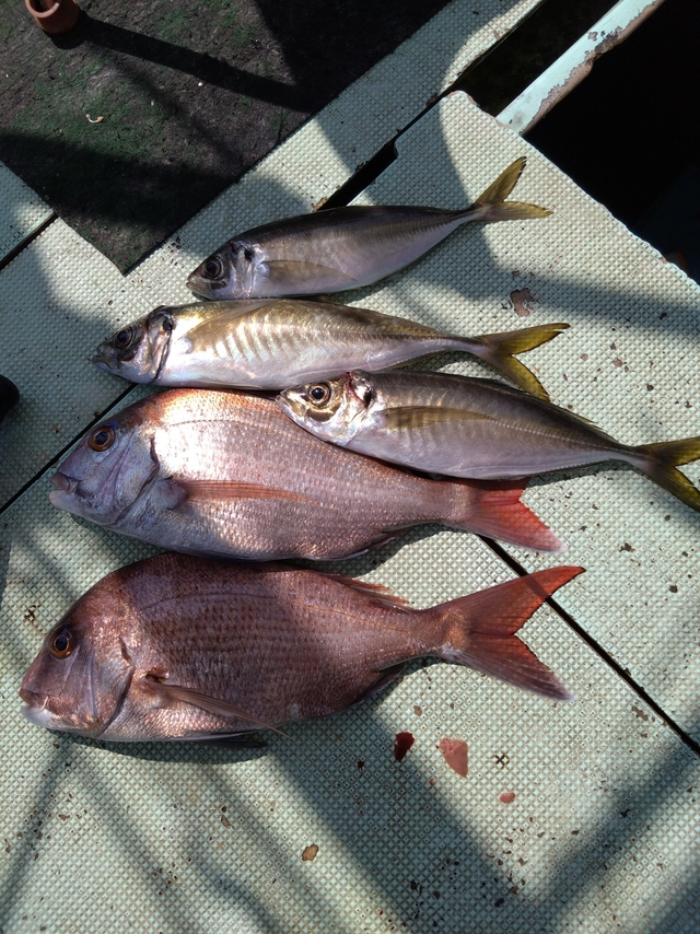 タイ(マダイ)・アジ(マアジ)