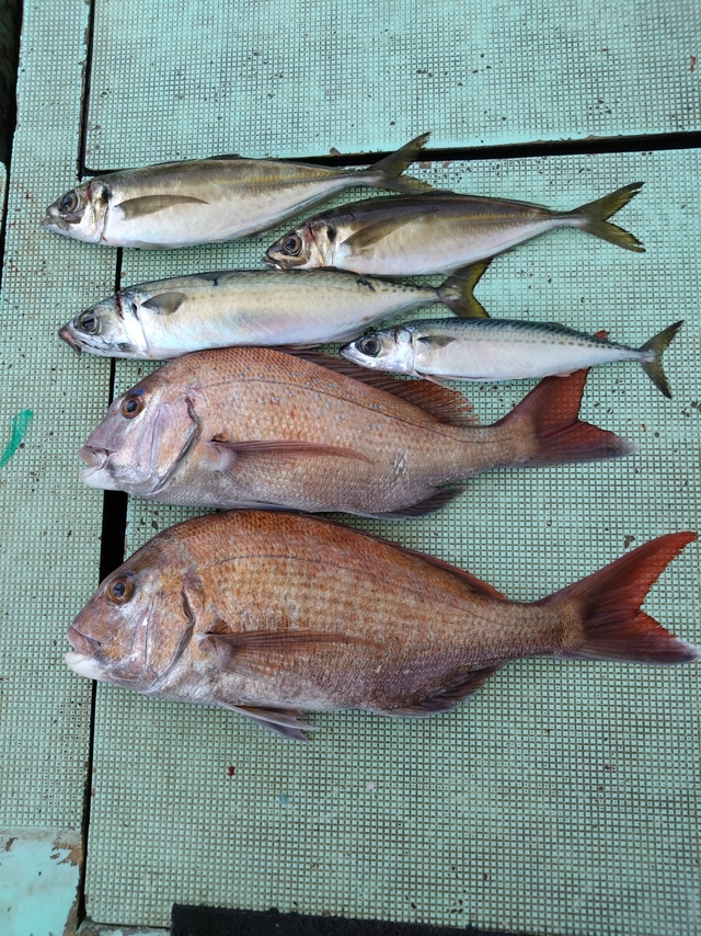 タイ(マダイ)・アジ(マアジ)・サバ(マサバ)