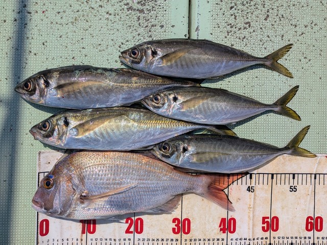 タイ(マダイ)・アジ(マアジ)