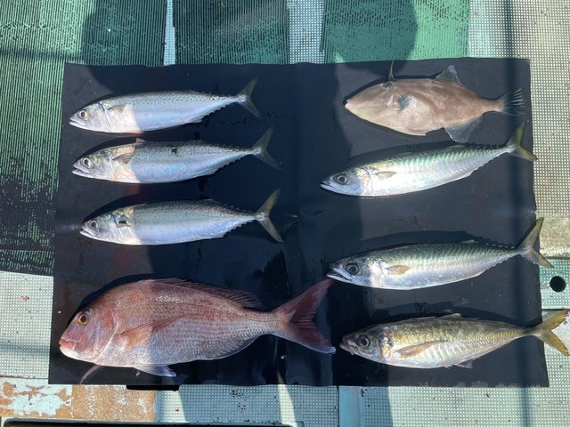 マダイ・マアジ・マサバ