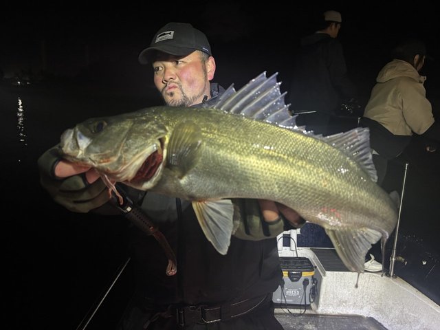 シーバス(スズキ)