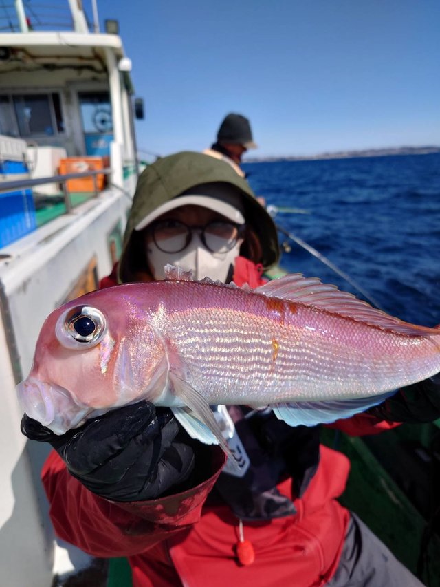 アマダイ(アカアマダイ)