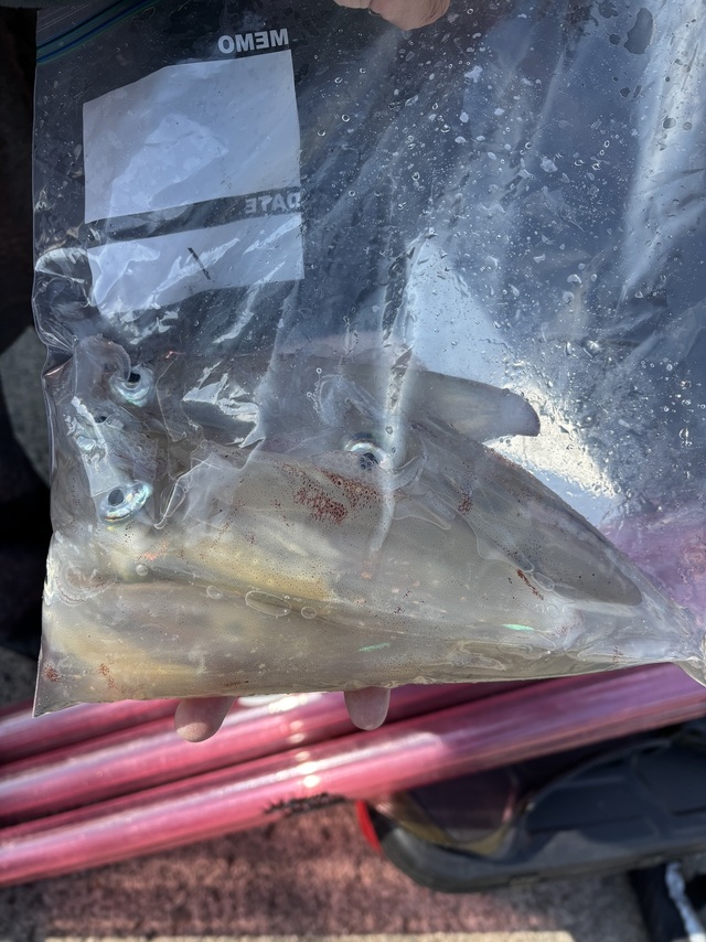 マルイカ(ケンサキイカ)