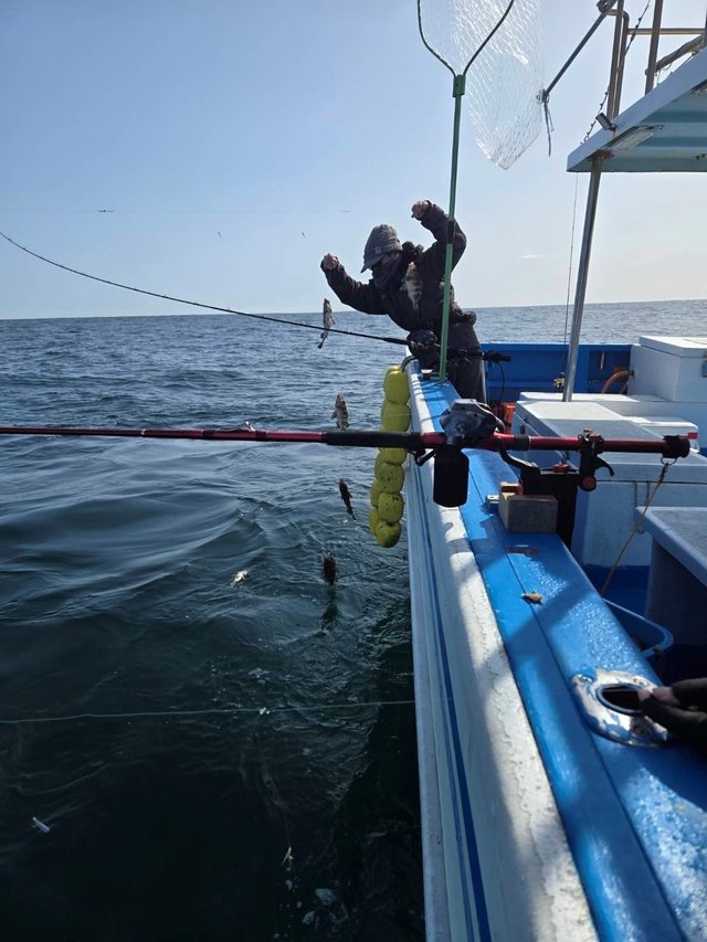 メバル(ウスメバル)