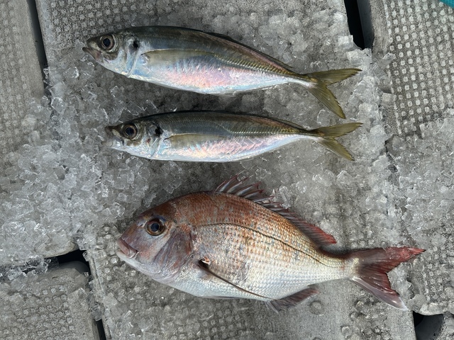 マダイ・アジ(マアジ)