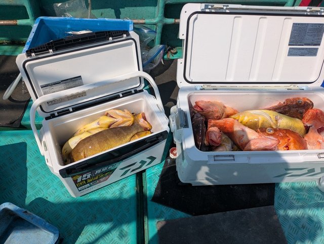 アオハタ・キジハタ