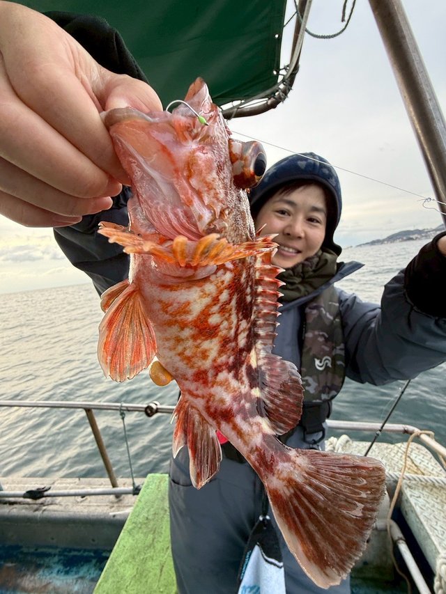 ガシラ(カサゴ)