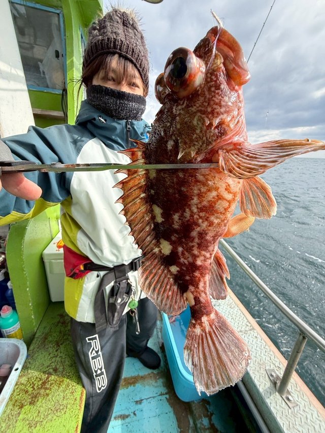 ガシラ(カサゴ)