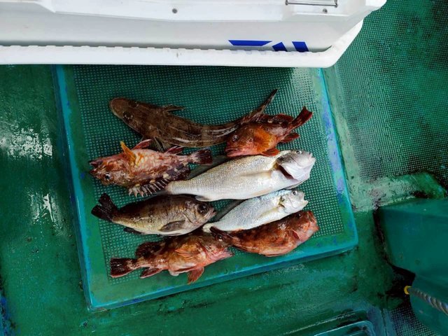 ガシラ(カサゴ)