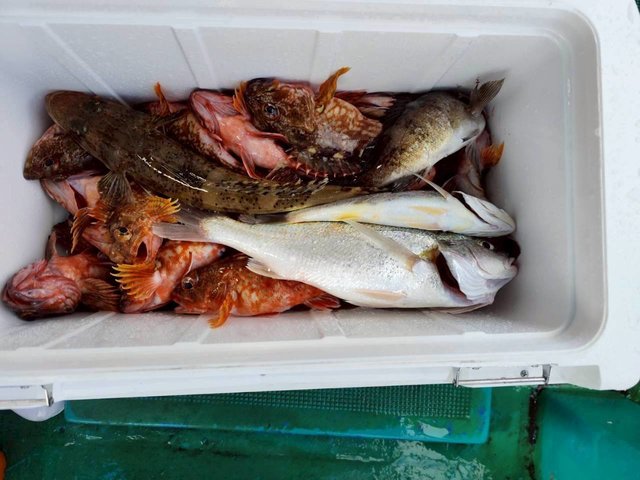 ガシラ(カサゴ)