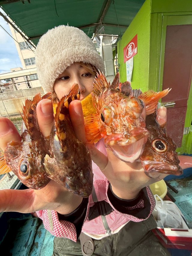 ガシラ(カサゴ)