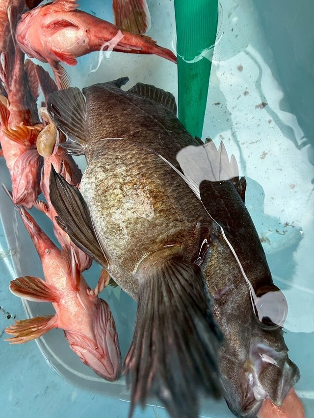 ガシラ(カサゴ)