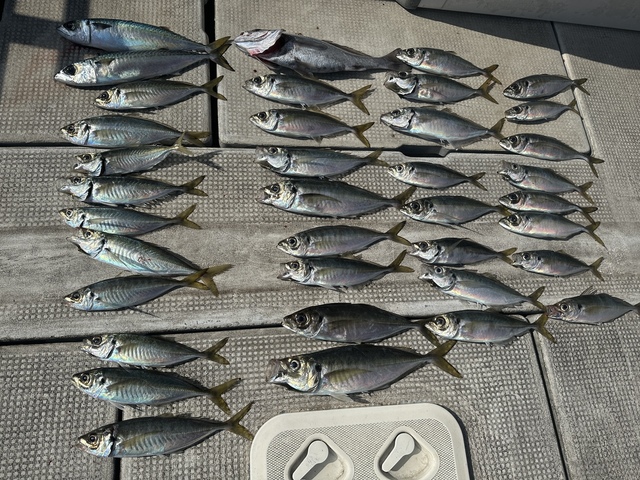 アジ(マアジ)・サバ(マサバ)