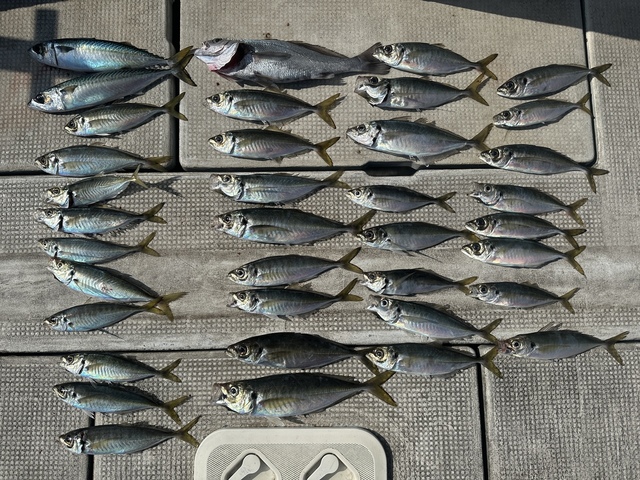 アジ(マアジ)・サバ(マサバ)