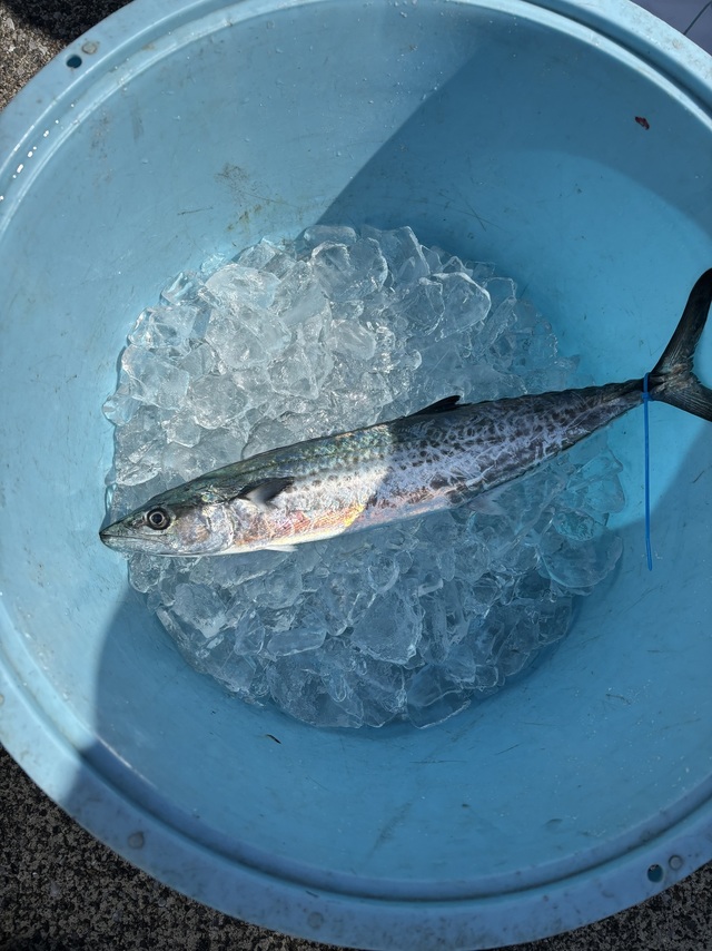 サゴシ(サワラ)