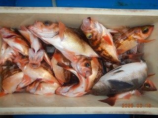 オキメバル(ウスメバル)