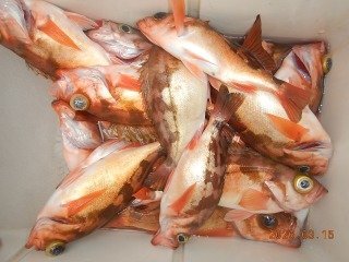 オキメバル(ウスメバル)