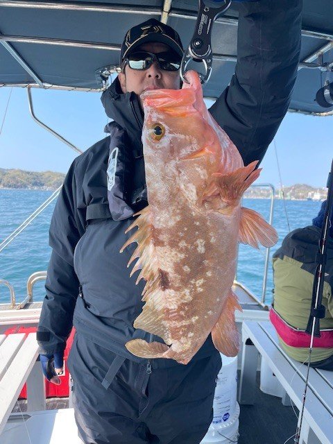 アコウ(キジハタ)