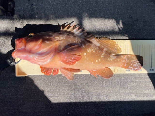 アコウ(キジハタ)