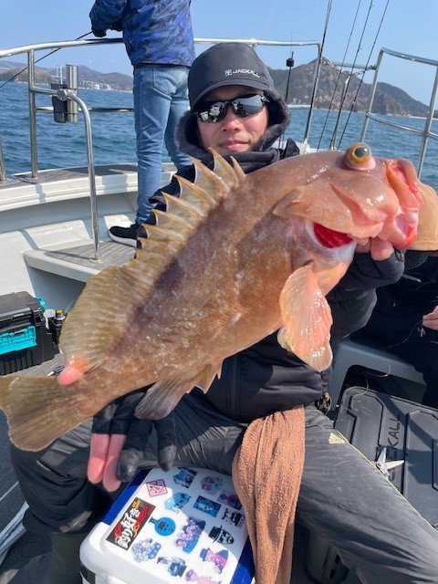 アコウ(キジハタ)