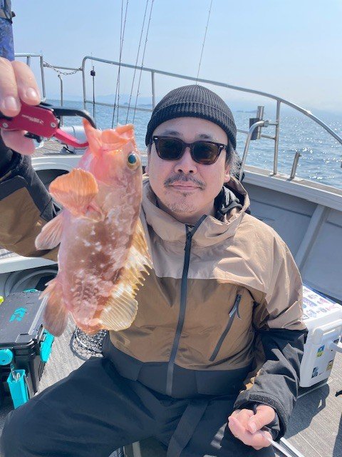 アコウ(キジハタ)