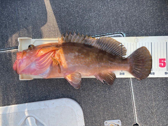 アコウ(キジハタ)