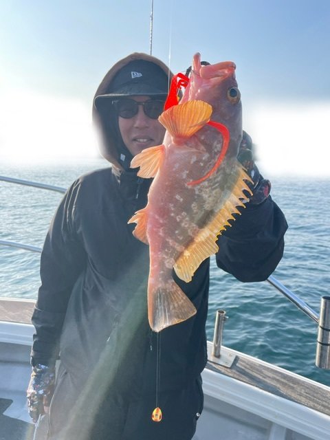 アコウ(キジハタ)